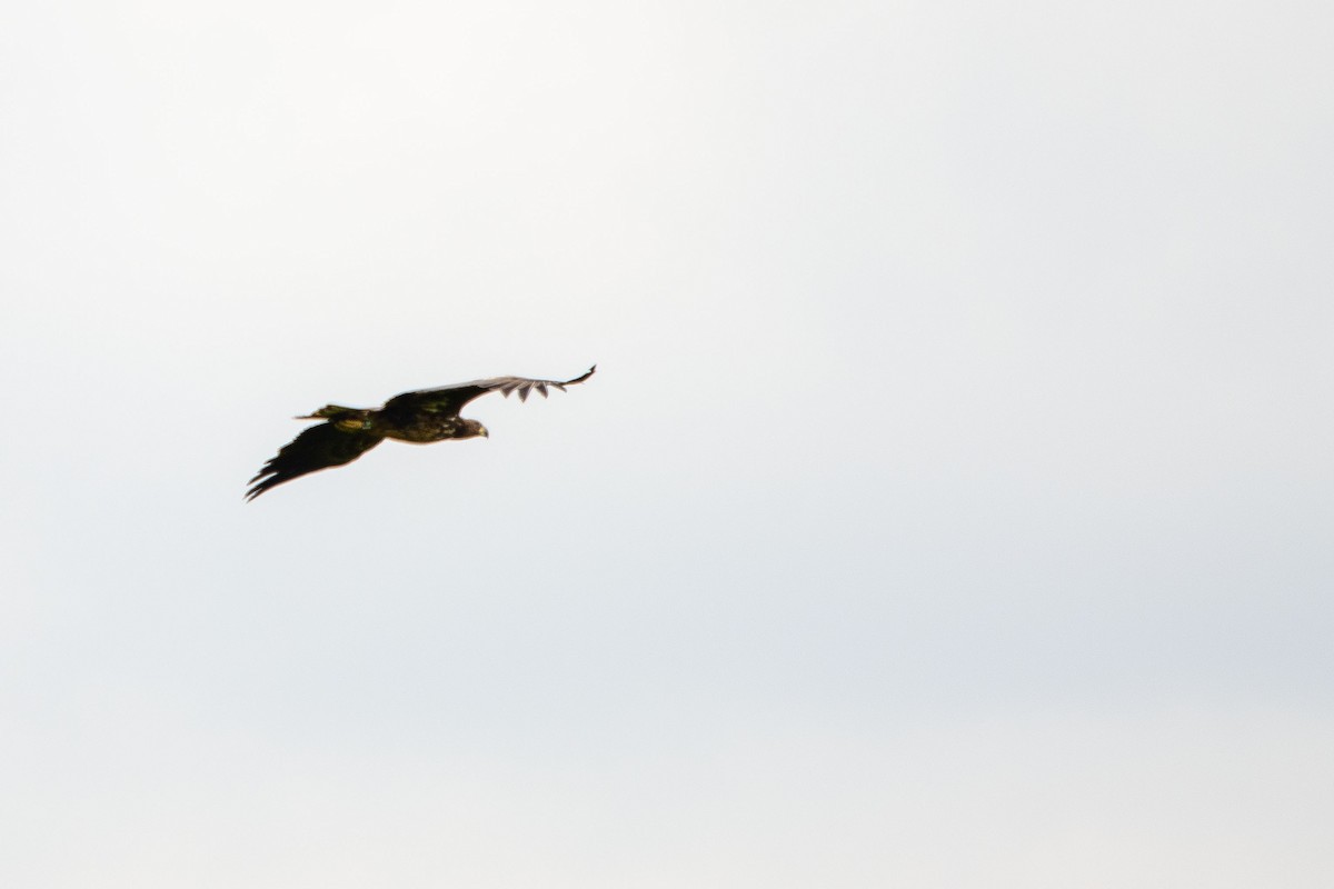 havørn - ML635303272