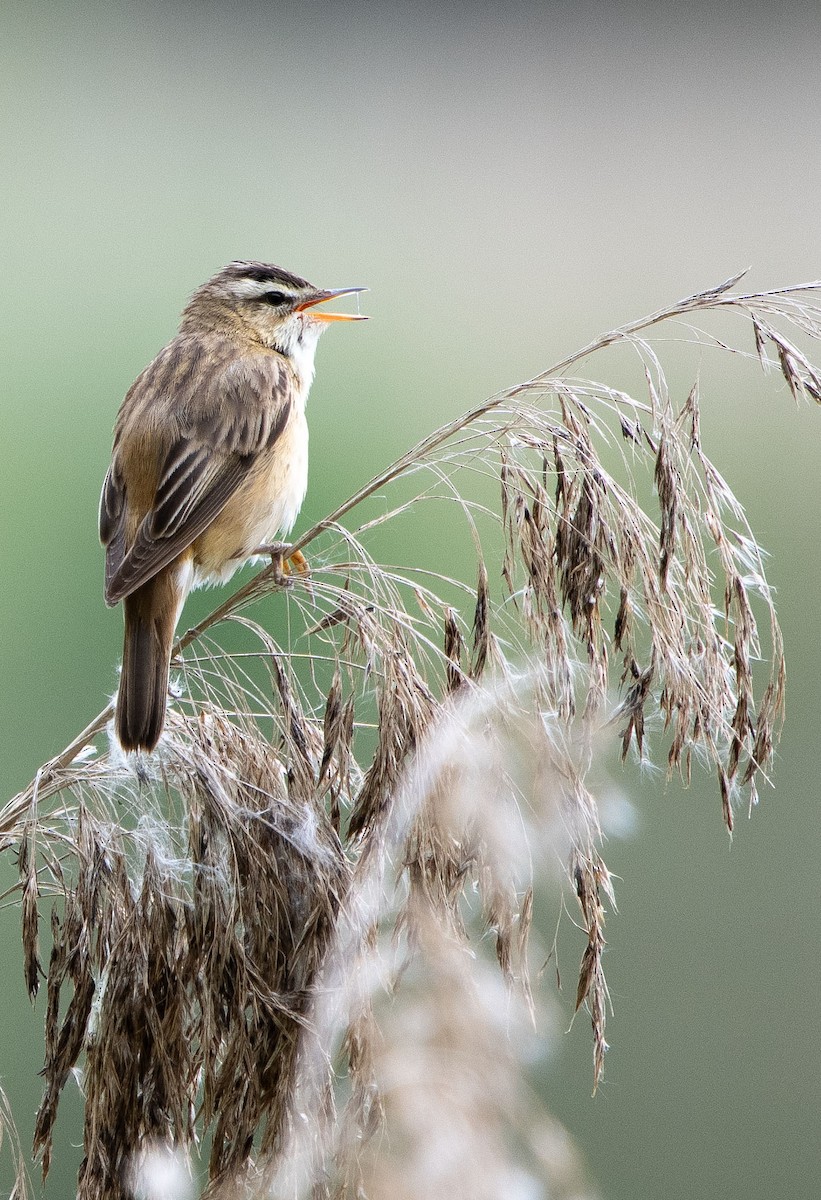 sivsanger - ML635303275