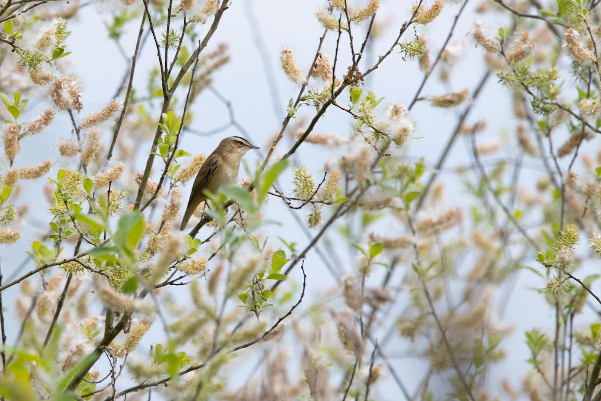 sivsanger - ML635303276