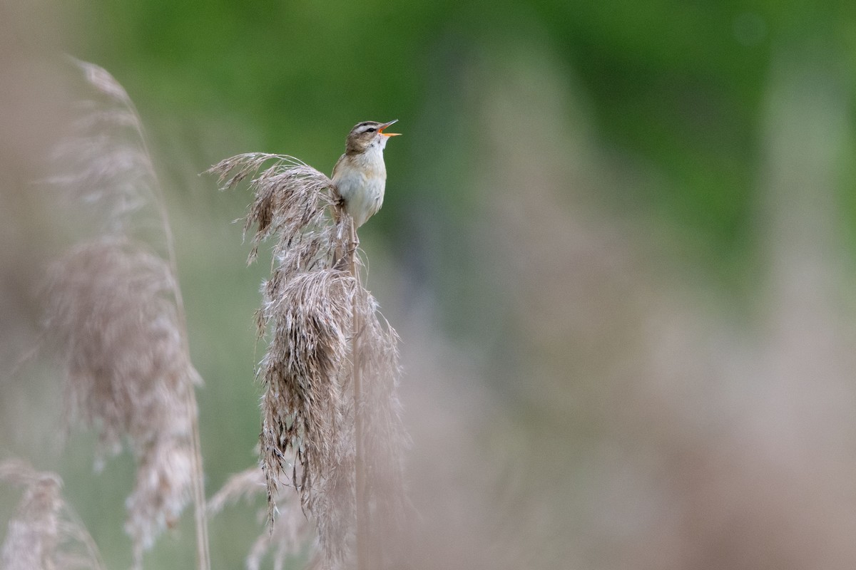 sivsanger - ML635303277