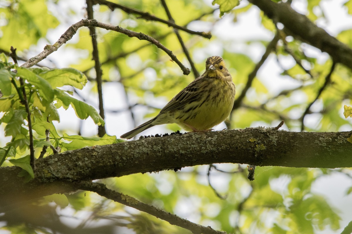 gulspurv - ML635303280