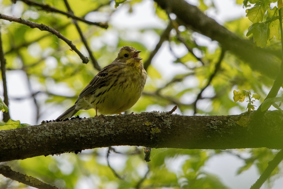 gulspurv - ML635303281