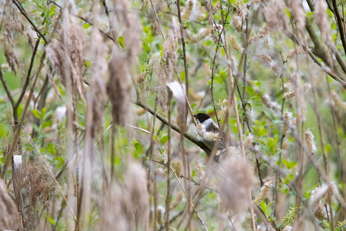 sivspurv - ML635303286