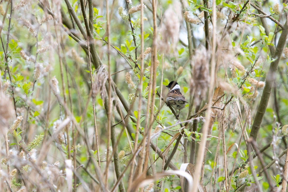 sivspurv - ML635303287