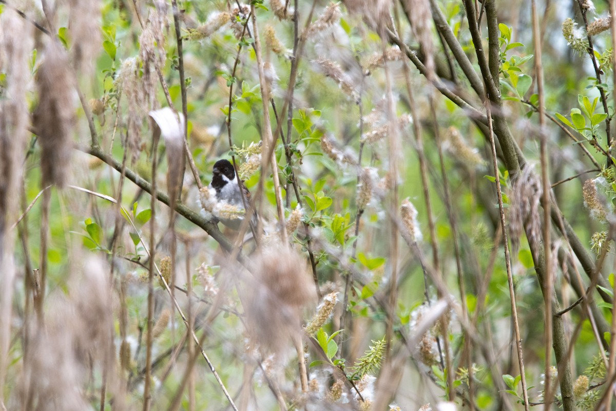 sivspurv - ML635303288