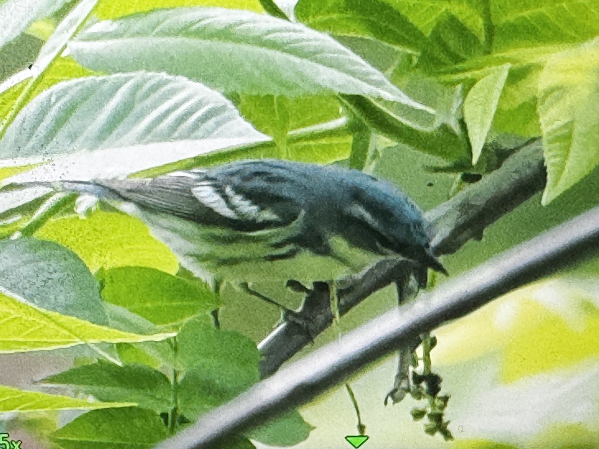 Cerulean Warbler - ML635303293