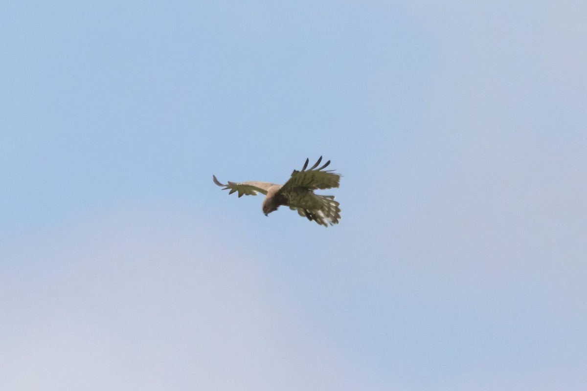 Short-toed Snake-Eagle - ML635303324