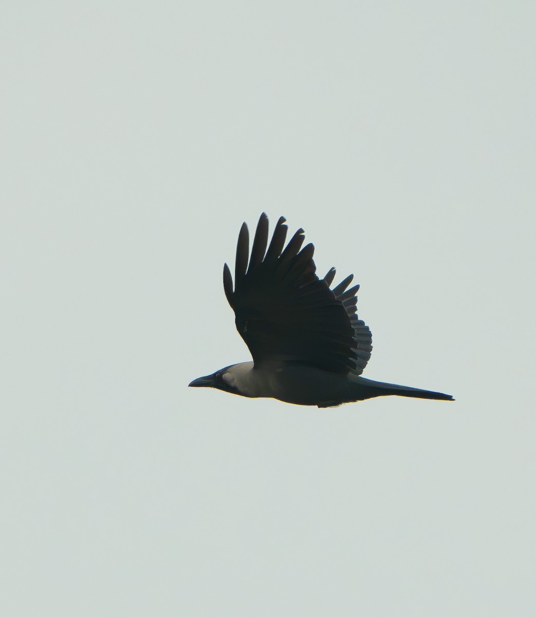 House Crow - ML635303345