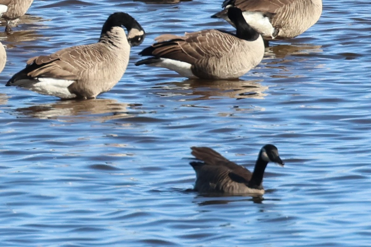 Branta kanadar txikia - ML635303387