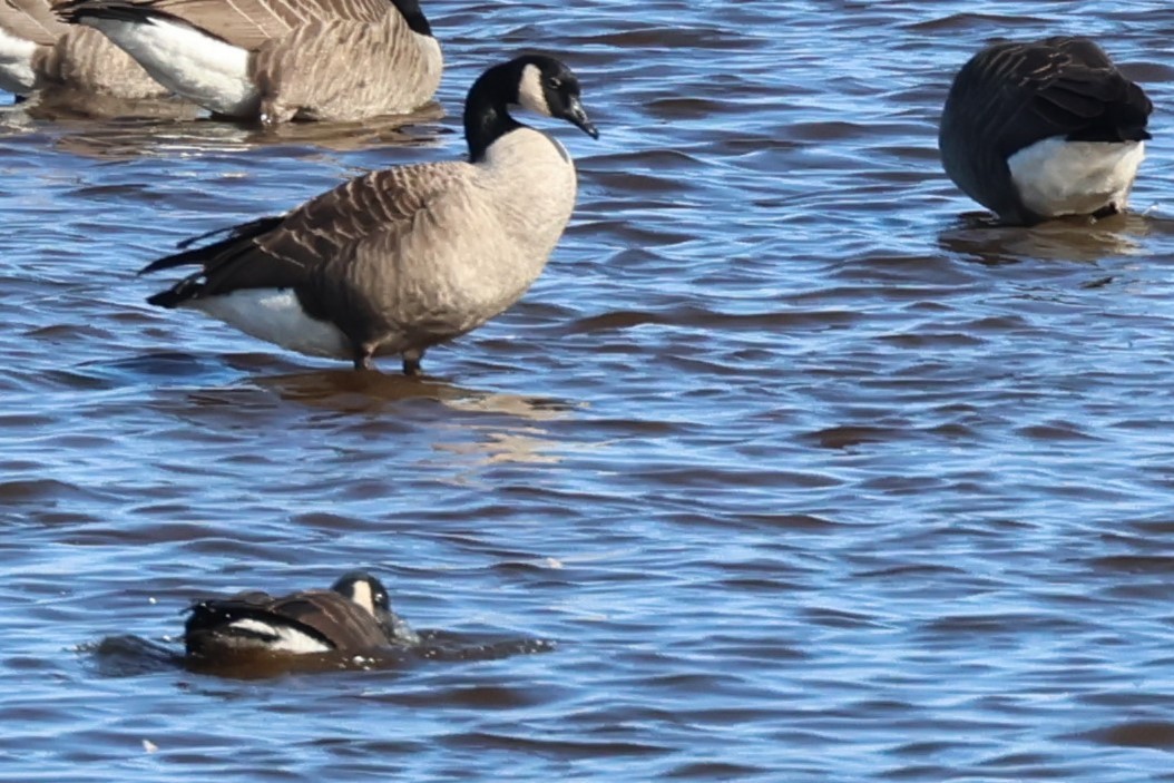Branta kanadar txikia - ML635303413