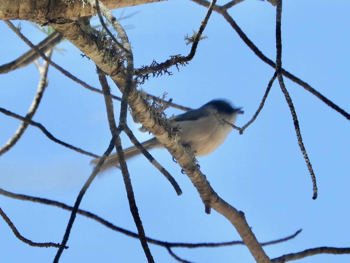 Black-capped Gnatcatcher - ML635303417