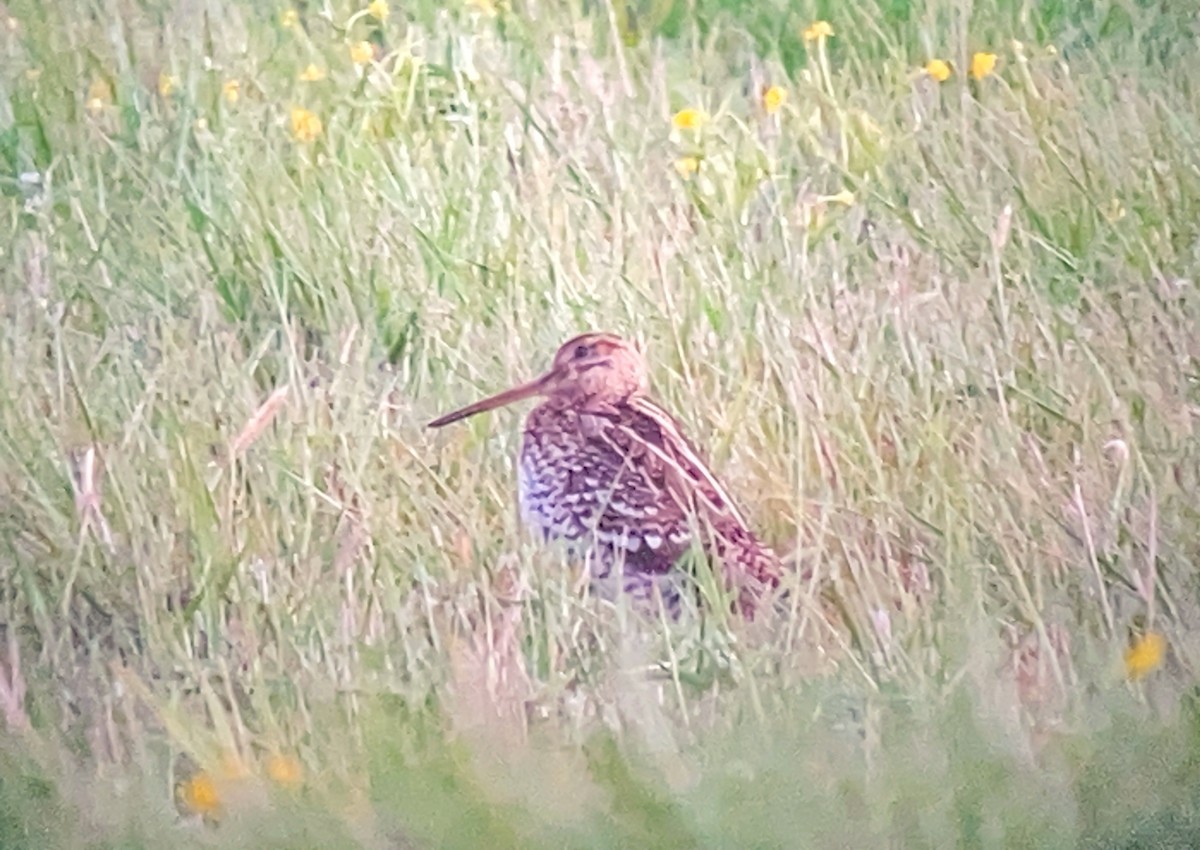 Great Snipe - ML635303424