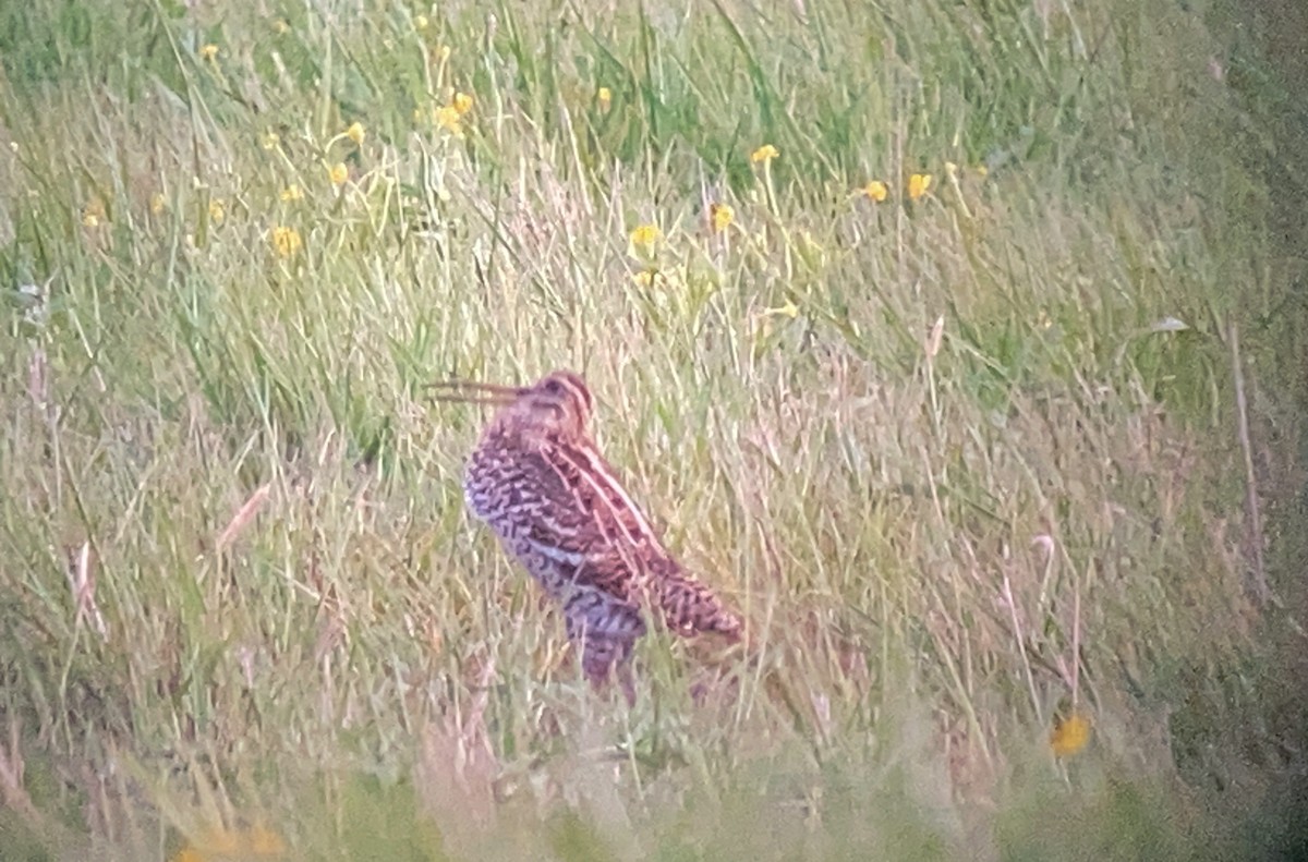 Great Snipe - ML635303425