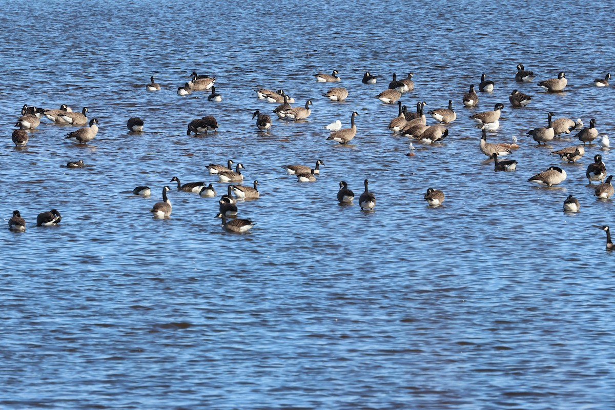 Branta kanadar txikia - ML635303440