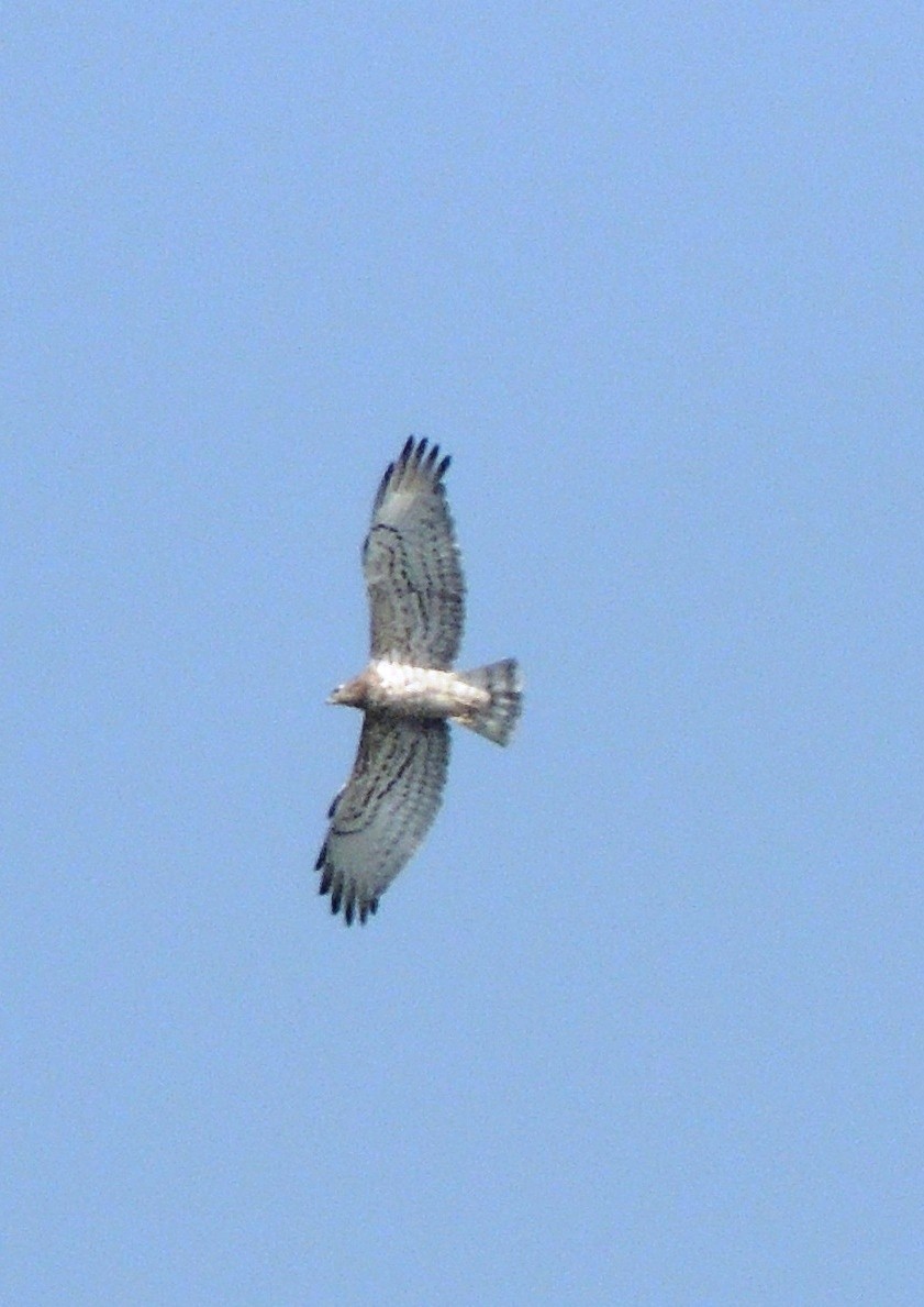 Short-toed Snake-Eagle - ML635303452