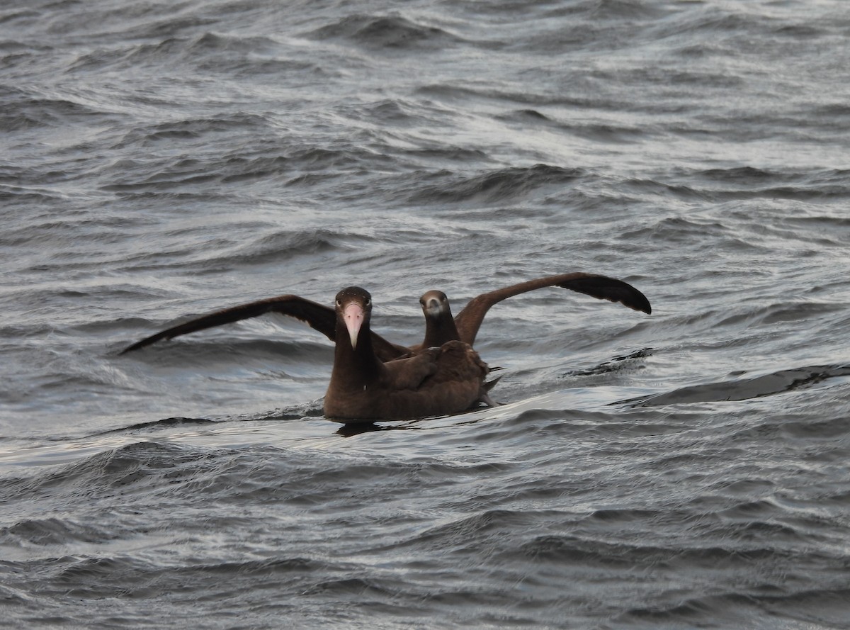 Short-tailed Albatross - ML635303456