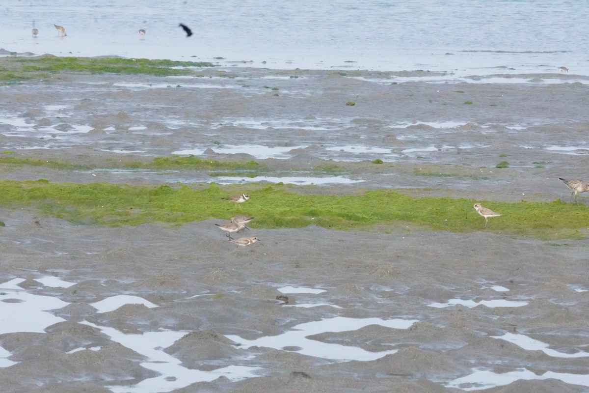 Tibetan Sand-Plover - ML635303474