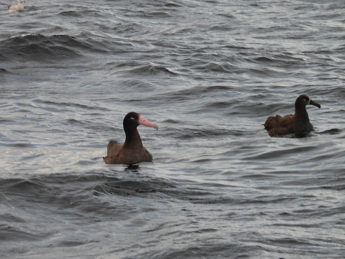 Short-tailed Albatross - ML635303487