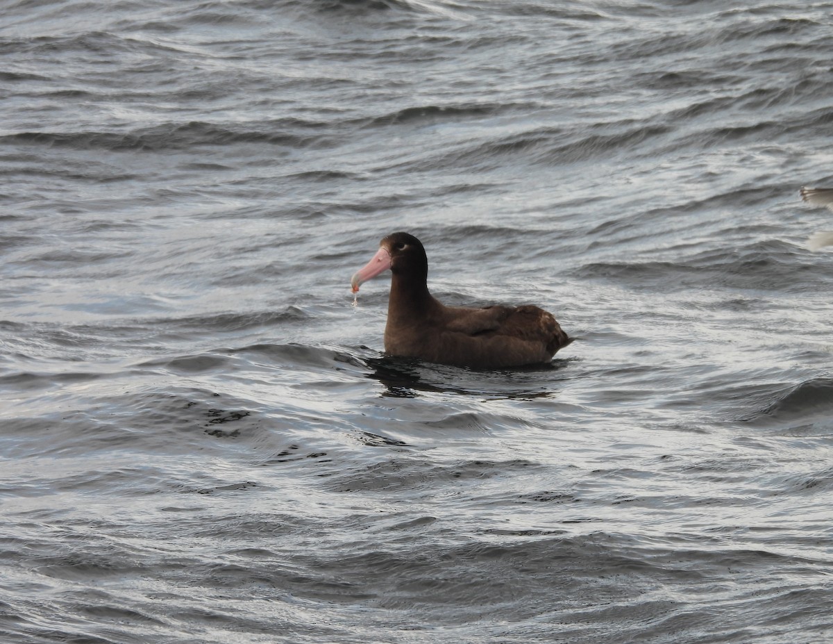 Short-tailed Albatross - ML635303495