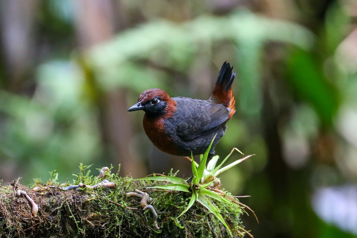 Rufous-breasted Antthrush - ML635303511