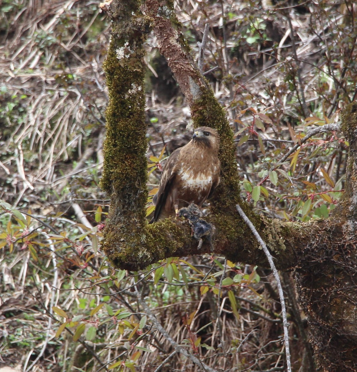 Himalayan Buzzard - ML635303558
