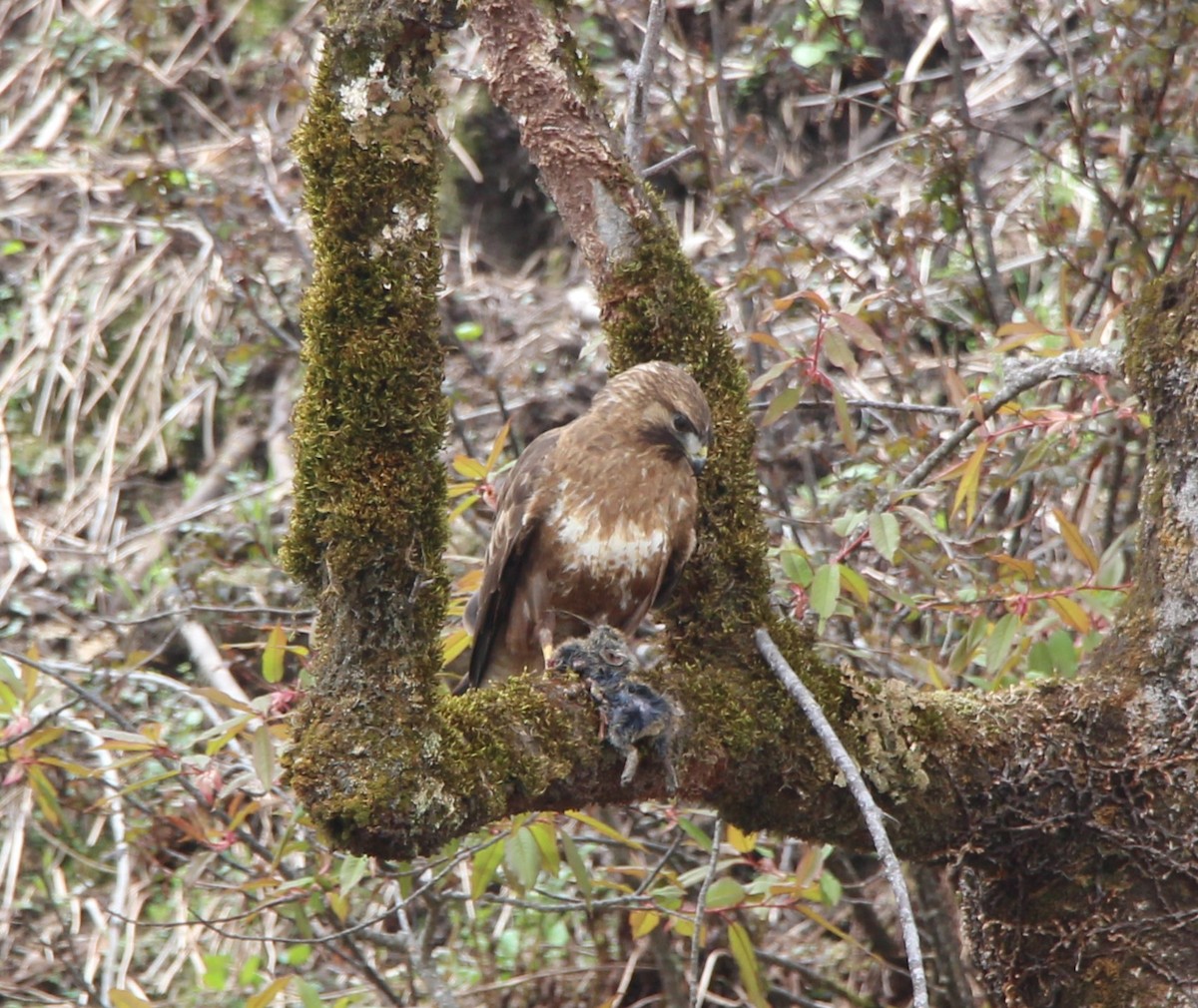 Himalayan Buzzard - ML635303559