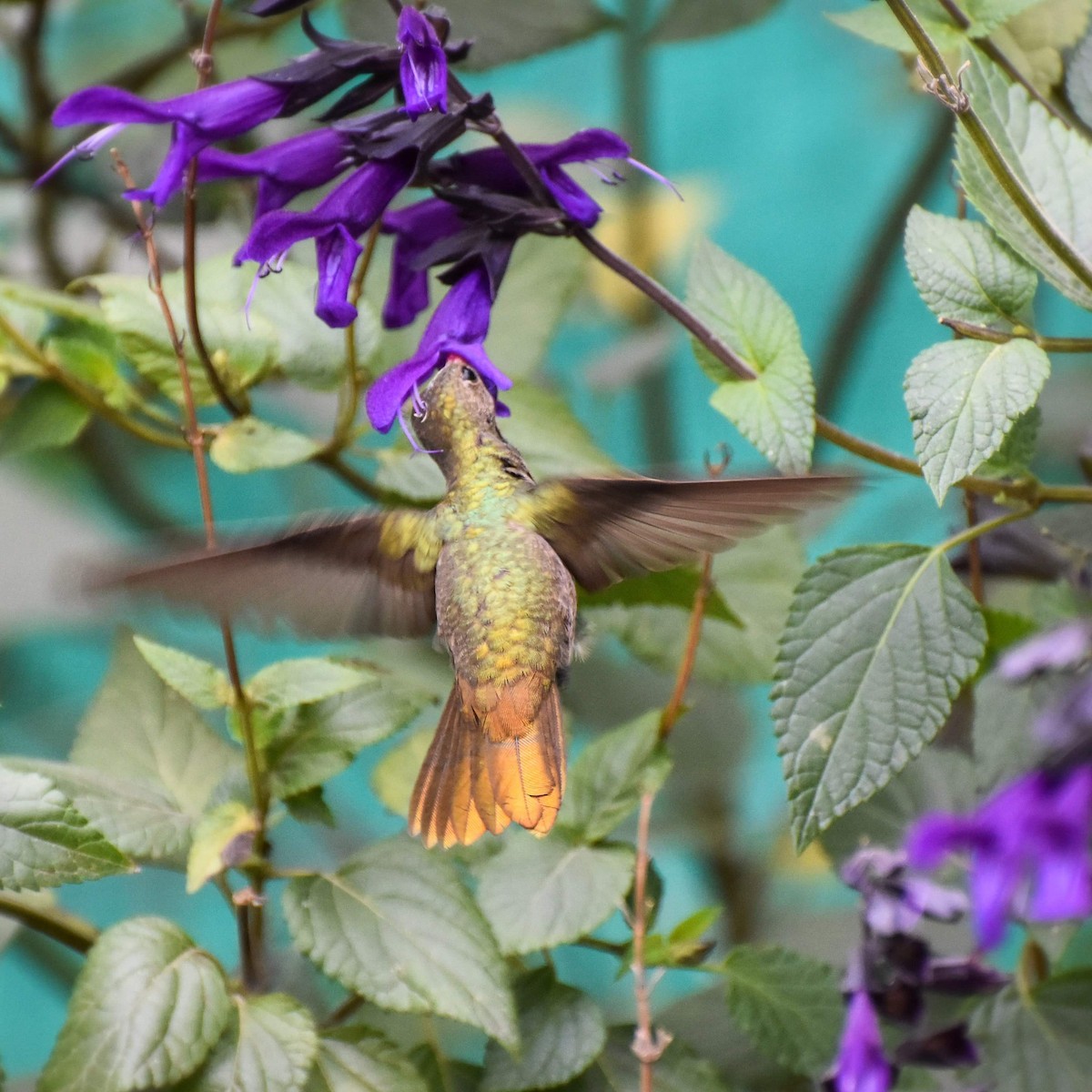 kolibřík zlacený - ML635303581