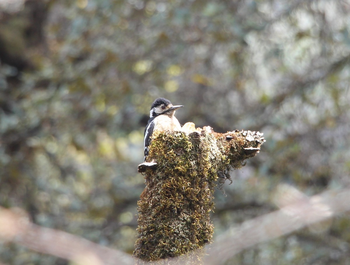 Himalayan Woodpecker - ML635303595