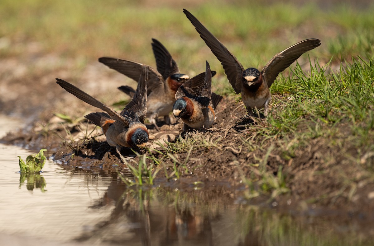 Cliff Swallow - Karen Lee Lewis