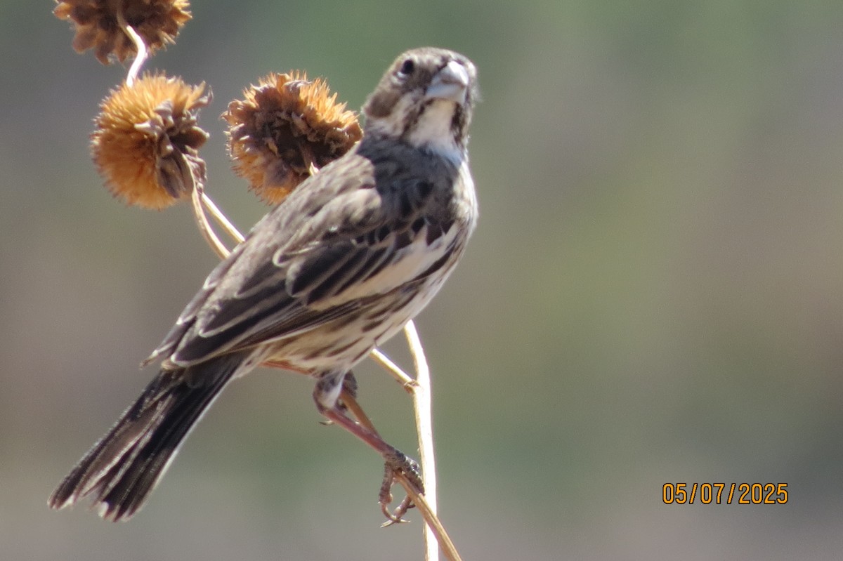 Lark Bunting - ML635303722