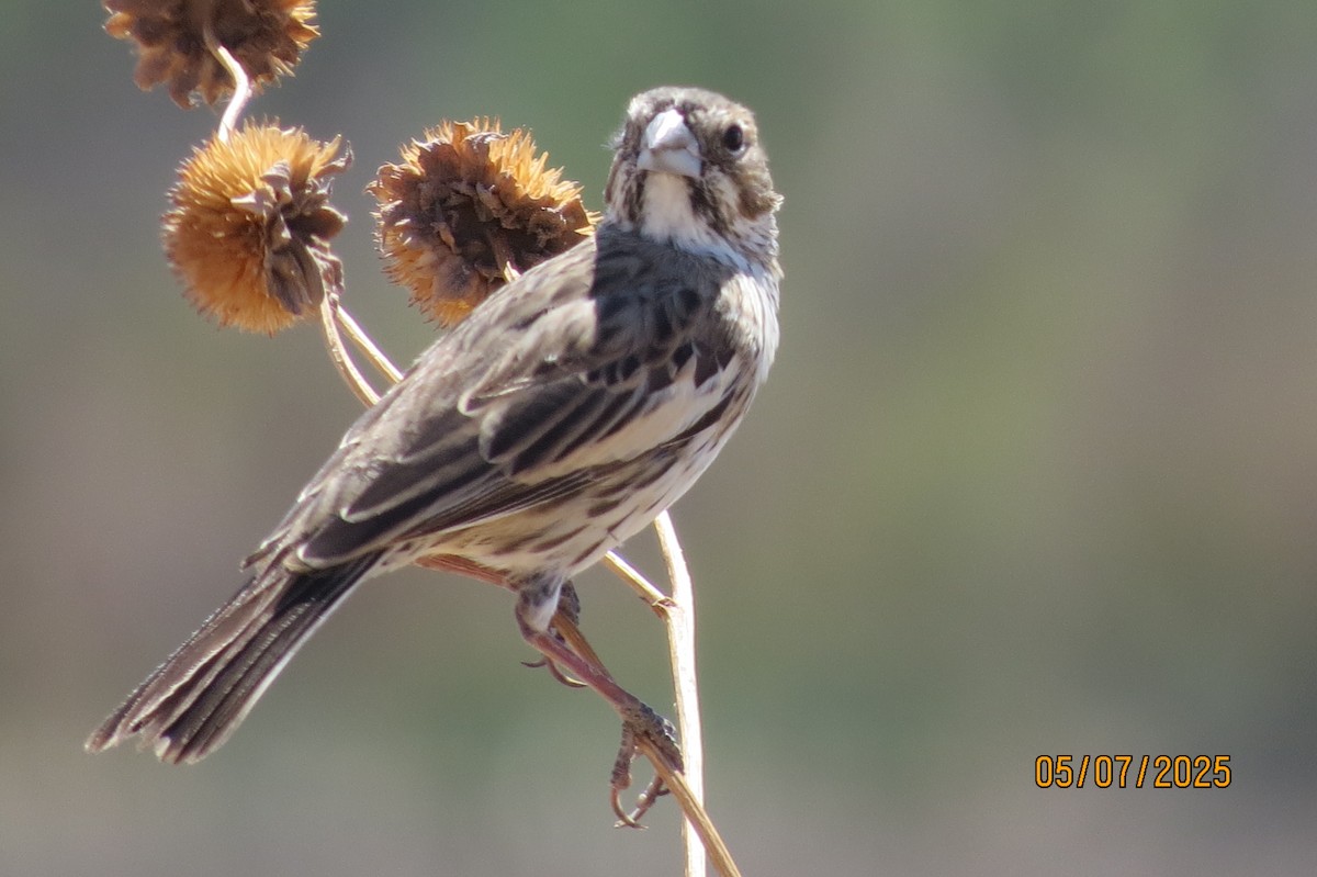 Lark Bunting - ML635303741