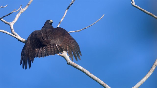 Zone-tailed Hawk - ML635303804