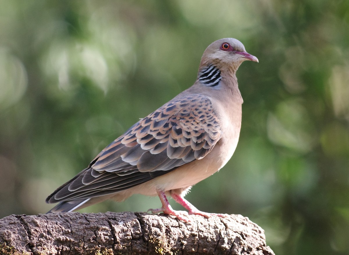 Oriental Turtle-Dove - ML635303848