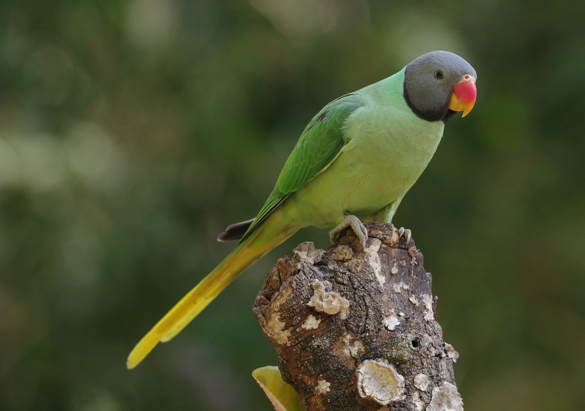 Slaty-headed Parakeet - ML635303866