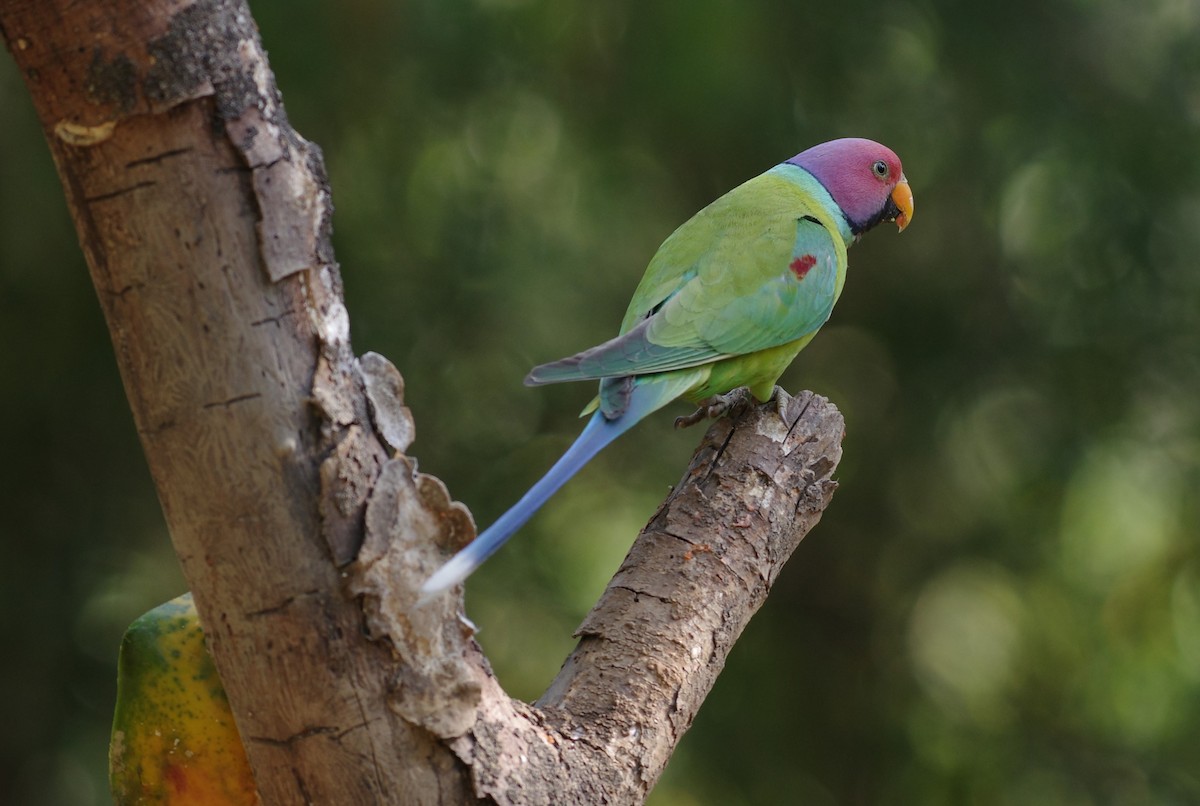 Plum-headed Parakeet - ML635303893