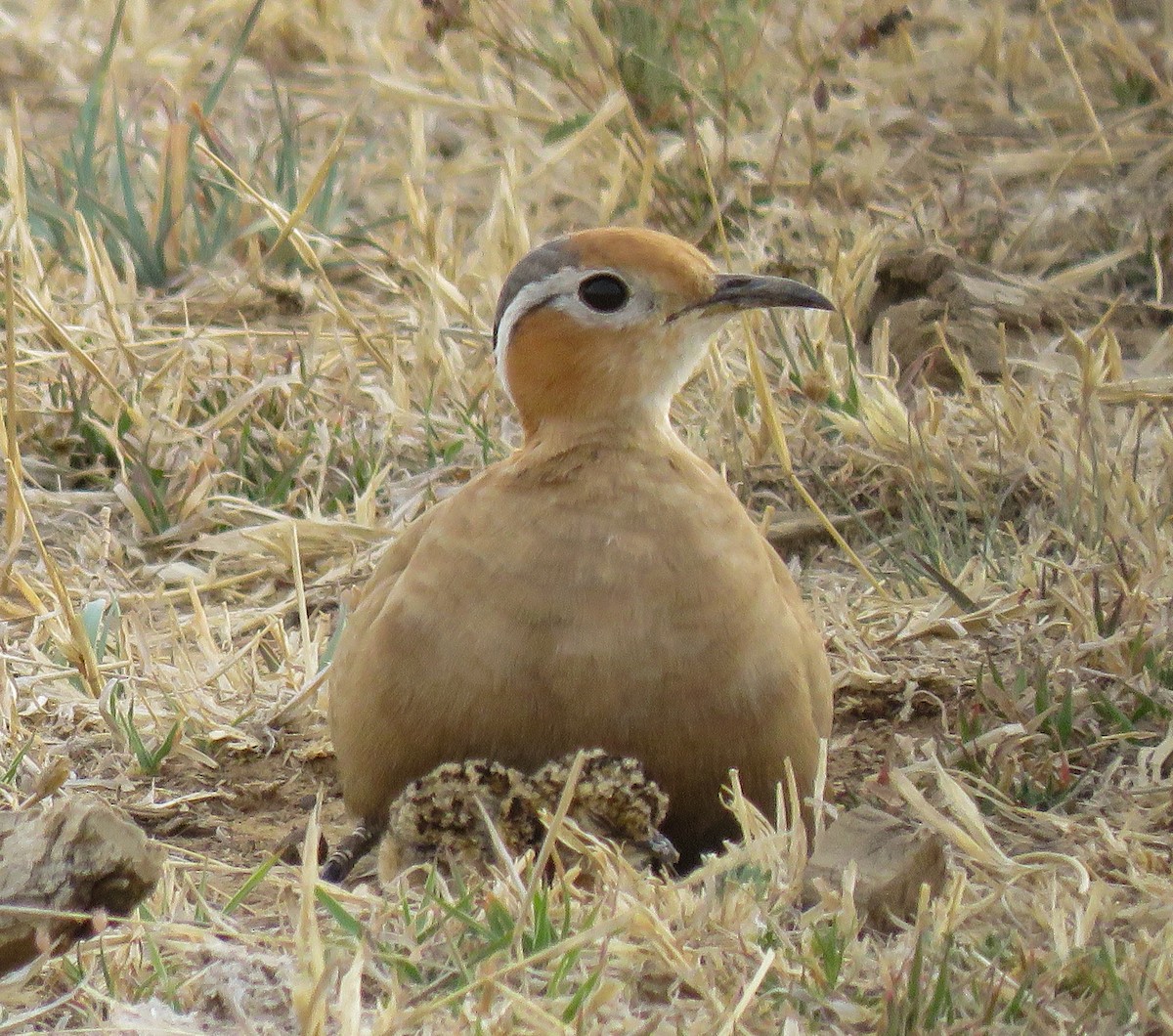 Burchell's Courser - ML635303896