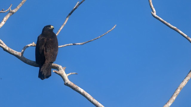 Zone-tailed Hawk - ML635303930