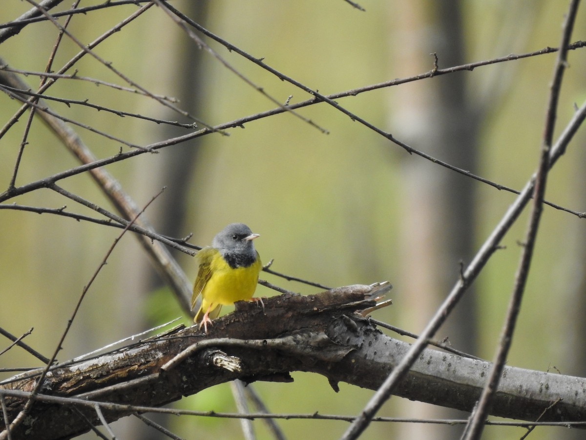 Mourning Warbler - ML635303935