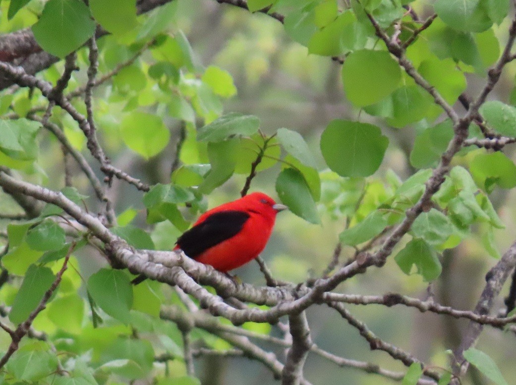 Scarlet Tanager - ML635304031