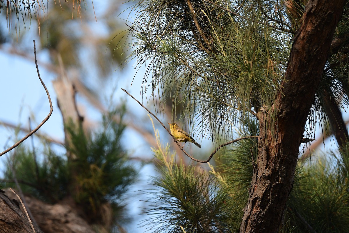Tickell's Leaf Warbler (Tickell's) - ML635304093