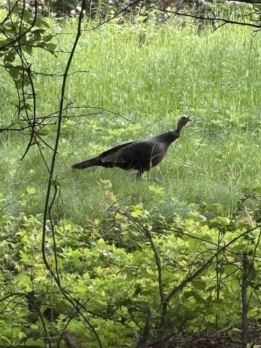 Wild Turkey - ML635304127