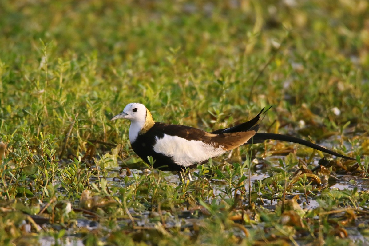 Jacana à longue queue - ML635304138