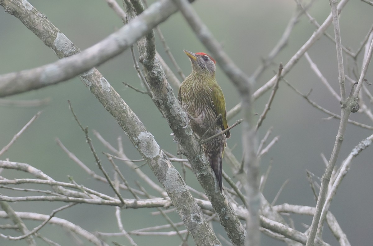 Streak-throated Woodpecker - ML635304144