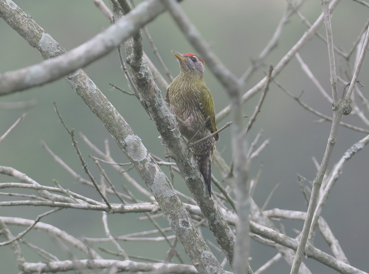 Streak-throated Woodpecker - ML635304161