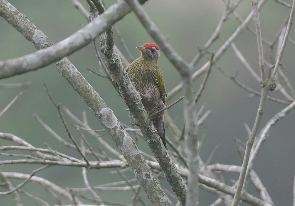 Streak-throated Woodpecker - ML635304170