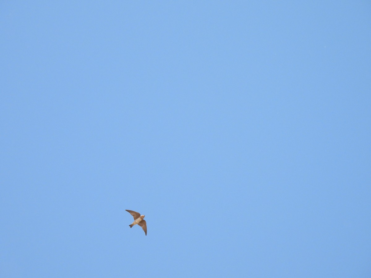 Cave Swallow - ML635304178