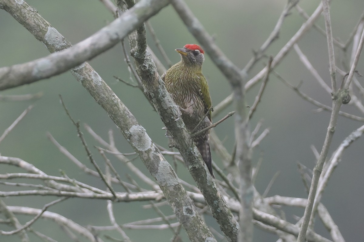 Streak-throated Woodpecker - ML635304180