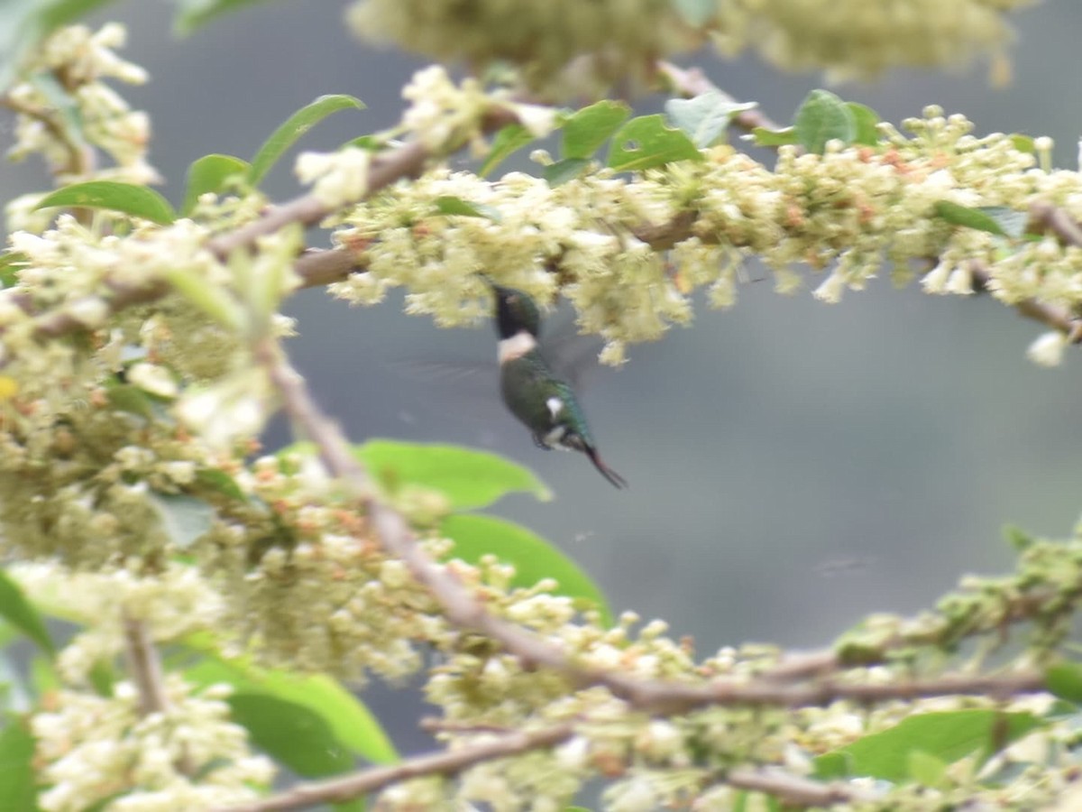 Rufous-shafted Woodstar - ML635304183