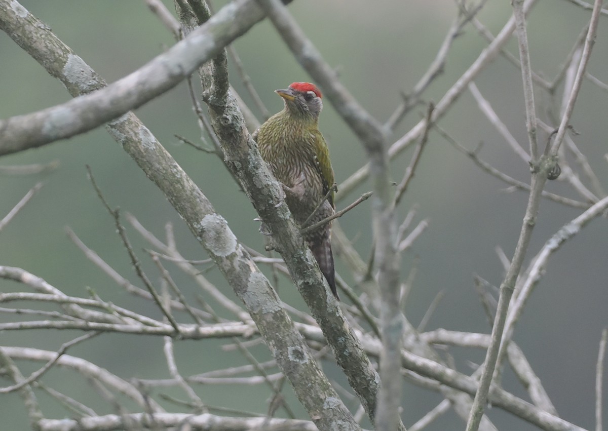 Streak-throated Woodpecker - ML635304193