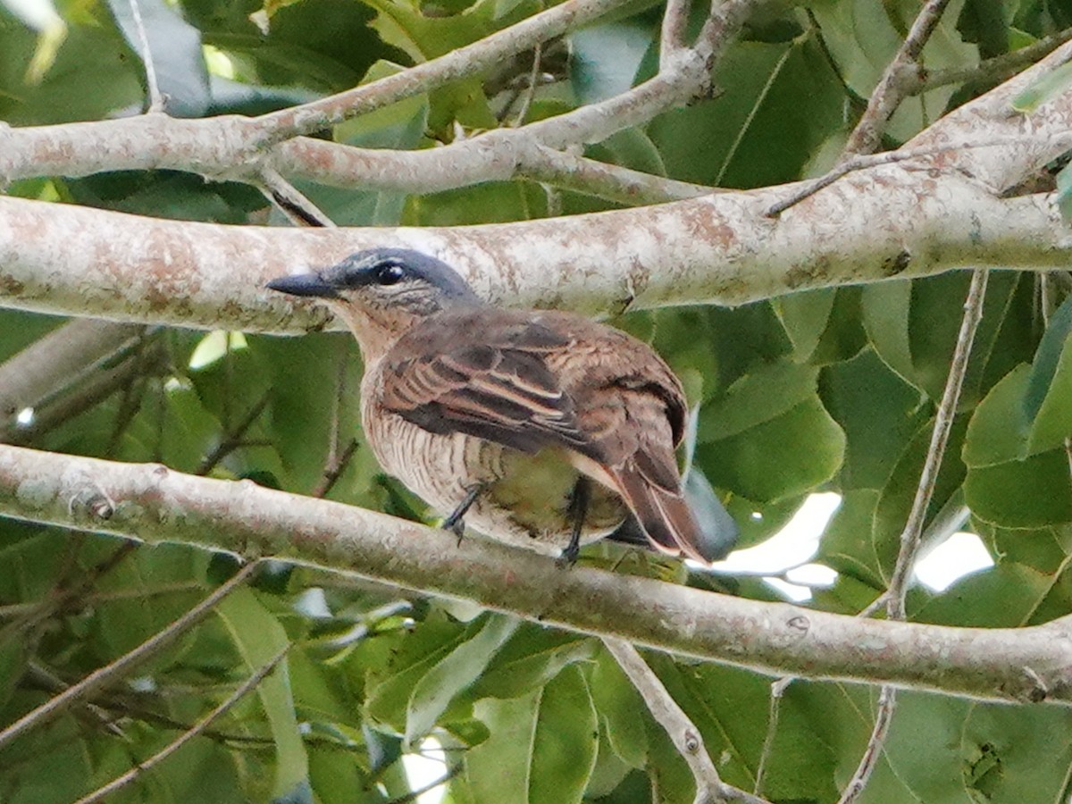 Échenilleur de Manus - ML635304307